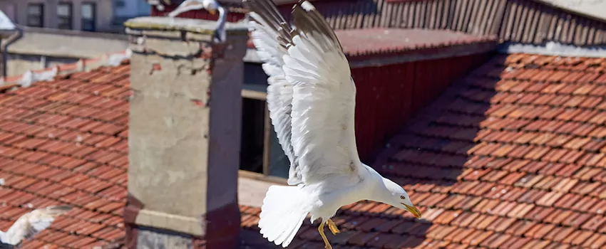 Residential Chimney Animal Removal Solution in Palos Hills, IL